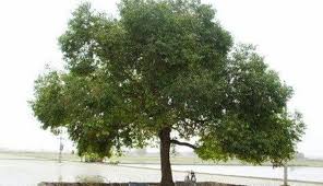 Image result for Dalbergia sissoo