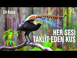 Ses Taklidi Yapan Kus Youtube