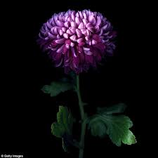 We hope that in providing you with this list of australian flowers in season by month that you'll be able to plan when you order your blooms for whatever it is you need them for. Do You Know Your Birth Month Flower And Colour Daily Mail Online