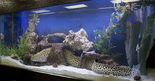 Fish Aquarium And Fish Tank Design Installations And Maintenance For Sarasota And Bradenton Florida Saltwater Fish Tanks Saltwater Aquarium Setup Fish Tank Design
