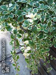 Image result for Plectranthus alboviolaceus
