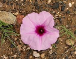 Image result for Ipomoea bolusiana