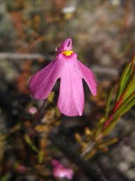 Image result for Utricularia simulans