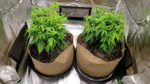 Type in growmau5 and watch his videos. Top 5 Best 3x3 Grow Tent A Buyer S Guide My Garden Plant