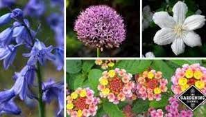 How To Grow Lantana Gardening Channel Flowers Name List Flower Names Purple Flower Names