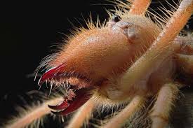 A camel spider is actually a solpugid, and there are about 900 species of them known to date. Study Takes Close Look At Formidable Camel Spider Jaws