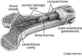 The large dark spots are passages for blood vessels and nerves. A Femur Cross Section Anatomy Of The Femur Cross Section Anatomy Medicine Com