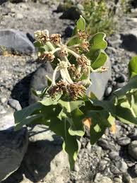 Image result for Asclepias schumanniana