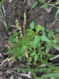 Image result for Basilicum polystachyon