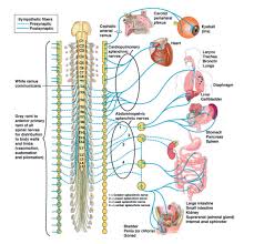 Image result for Sympathetic Nervous System