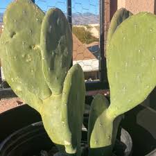 The cacti evolved a whole suite of adaptations to survive living in the desert, said plant evolutionary biologist erika edwards. How To Care For Prickly Pear Cactus In Chicago Il