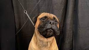 The westminster dog show is a competition hosted by the american kennel club that brings dogs of all breeds from around the world together to compete in agility, obedience and conformation contests. Westminster Dog Show Moving To Lyndhurst In June The New York Times