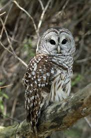 Black Birds In Ohio Owls With Black Eyes Barred Eyes Yahoo Image Search Results Barred Owl Owl Pictures Owl