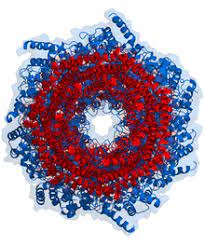 Zum teil sind die kurzen peptidfragmente biologisch aktiv. Proteasom Wikipedia