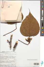 Image result for Caloncoba