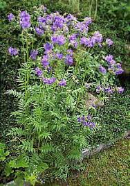 B Jakobsleiter Himmelsleiter Polemonium Caeruleum B Garten Pflanzen Schmetterlingsgarten Wildblumenwiese