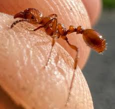 Image result for Hunteria myriantha