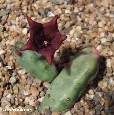 Image result for Tridentea