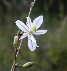 Image result for Chlorophytum galpinii