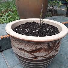 Cara menanam pokok bawang kucai cina tanomkinotuan berkebun mampu mengurangkan stres dan kemurungan my info (gambar) 10 tanaman pagaran paling cantik impiana. Pokoksidr Instagram Posts Photos And Videos Picuki Com