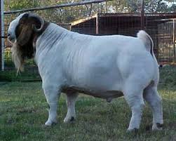 Welcome to the goats spot! Halep Goat Aleppo Goat 100 Full Blood Live Boer Goats 100 Pureblood Mature Boer View 100 Pureblood Mature Boer Farmag Product Details From Spinel Co Ltd On Alibaba Com