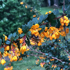 Image result for Berberis darwinii