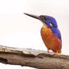 Pin On Birds
