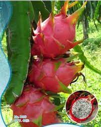 These fruits grow on hylocereus cacti and, with some tender loving care, you can plant and cultivate them at home. Creative Farmer Plantsguru Dragon Fruit Buy Online In Angola At Angola Desertcart Com Productid 78313165