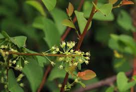 Image result for Flueggea virosa