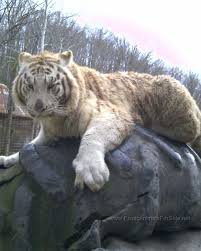 What exotic animals make good pets? Cheap Exotic Pets For Sale The Y Guide