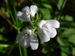 Image result for Justicia australis