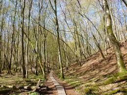Söderåsens nationalpark är en av de största sammanhängande ädellövskogarna i nordeuropa, cirka 16 kvadratkilometer stor. Hjortsprangsrundan Soderasens Nationalpark Hemomkringvandring