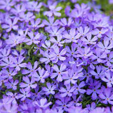 Spring Hill Nurseries 2 50 In Pot Violet Pinwheels Creeping Phlox Ground Cover With Purple Flowers Live Perennial Plant 1 Pack 63339 The Home Depot Phlox Ground Cover Creeping Phlox Perennial Plants