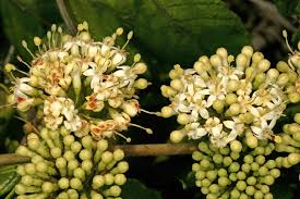 Image result for Keetia gueinzii