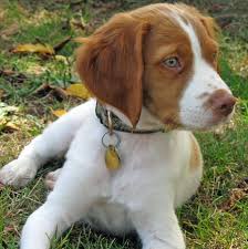 Pin On Perros