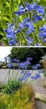 Image result for Agapanthus campanulatus