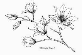 Pin De Hazel En Bullet Journal Flores Pintadas Tatuaje De Magnolia Dibujos Botanicos