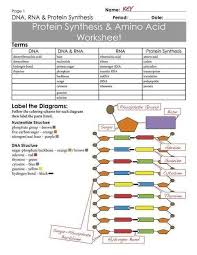 Dna Transcription And Translation Worksheet Pin On Worksheet In 2020 Transcription And Translation Gene Expression Dna Transcription And Translation