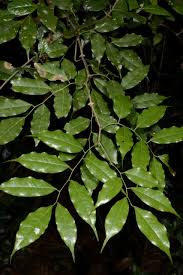 Image result for Craibia