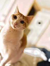 Lost cat Thunder in Bremerton, Washington, near blueberry Meadows  neighborhood