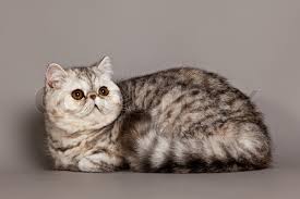 Exotic shorthair kittens for sale. Exotic Shorthair Cat Persian Cat On Stock Image Colourbox