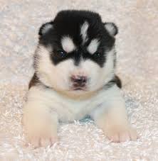 Everything you need to know about your six week old baby's growth and development. 7 Stages Of Puppy Development