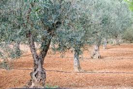 Welcome to the olive branch! How To Propagate Olive Trees