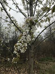 Fruit trees should be carefully located in the garden for maximum exposure to full sunlight. What Kind Of Fruit Tree Is This Ontario Canada Whatsthisplant