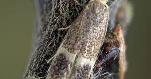 Image result for Stigmella lapponica