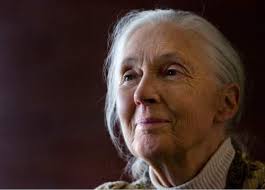 Jane Goodall's Utah return includes hint of controversy