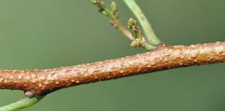 Image result for Searsia leptodictya