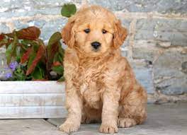 Goldendoodle Puppies Online Shopping