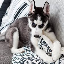 While this is a good guide, we recommend that you measure your dog's neck before buying a collar. Siberian Huskies Doggear
