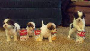 Maybe you would like to learn more about one of these? Shih Poo Puppies For Sale West Bend Wi Shih Poo Puppies Puppies For Sale Teddy Bear Puppies